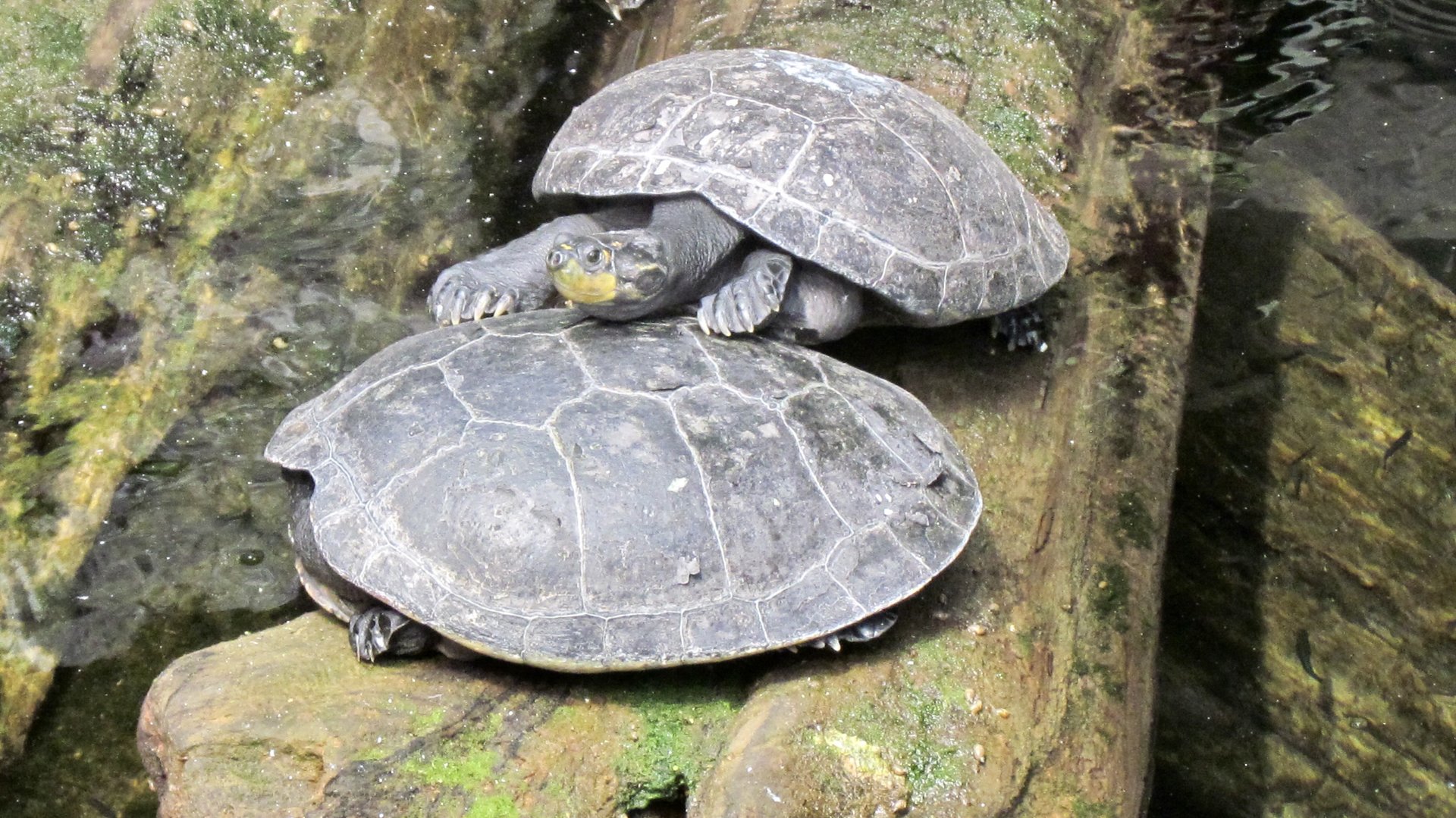 Yellow-spotted Amazon River Turtle