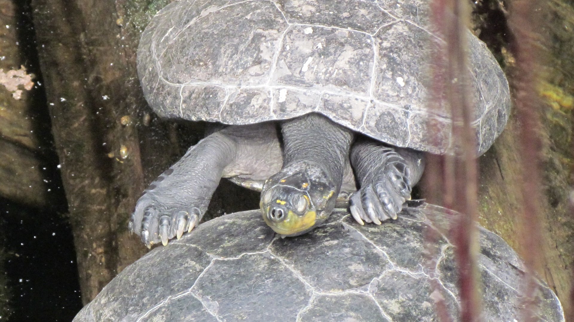 Yellow-spotted Amazon River Turtle