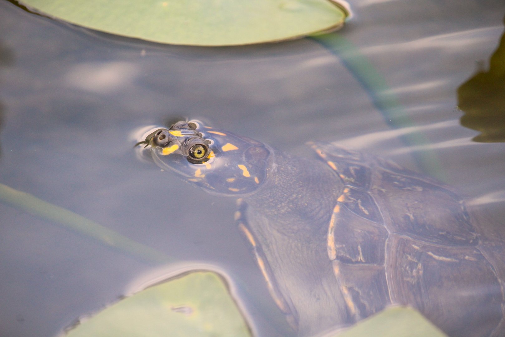 Yellow-spotted Amazon River Turtle