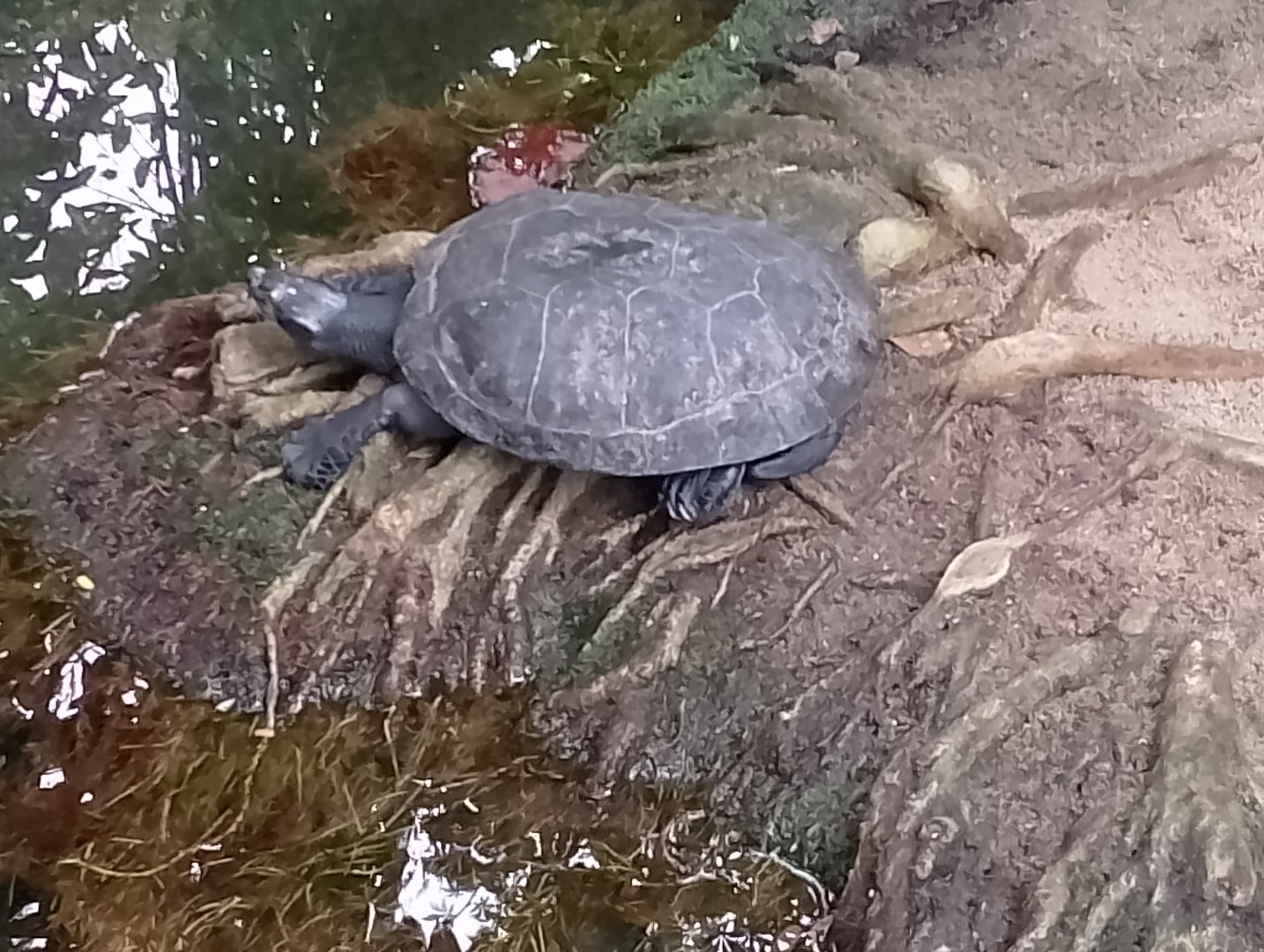 Yellow-spotted Amazon river turtle
