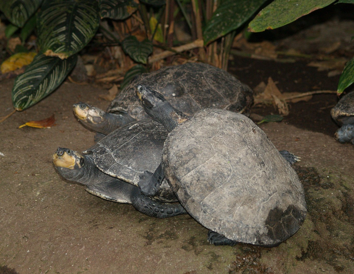 Yellow-spotted Amazon river turtles (Podocnemis unifilis), 2008-03-01