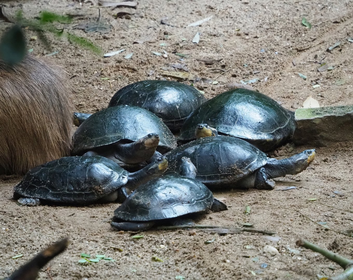 Yellow-spotted Amazon river turtles (Podocnemis unifilis), 2023-10-07