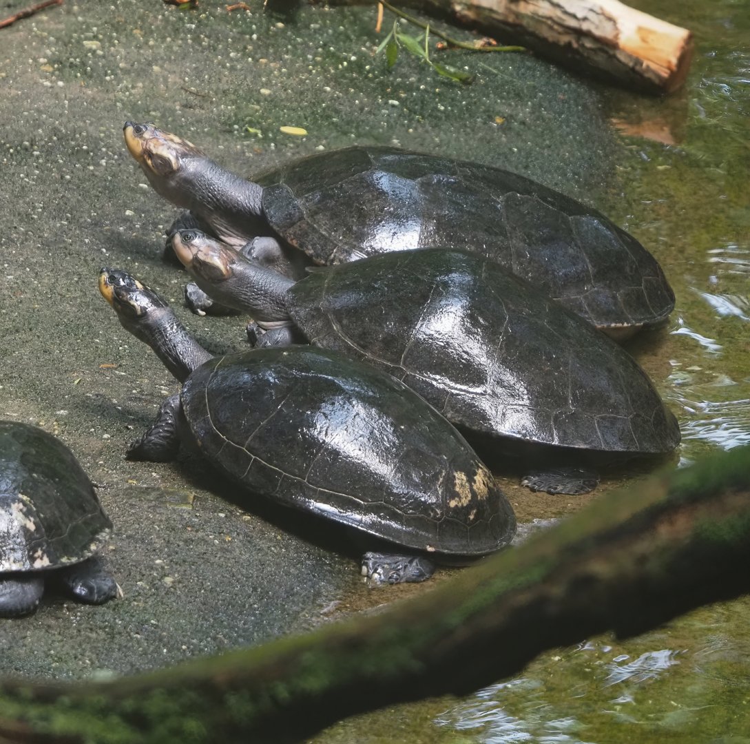 Yellow-spotted Amazon river turtles (Podocnemis unifilis), 2025-05-17