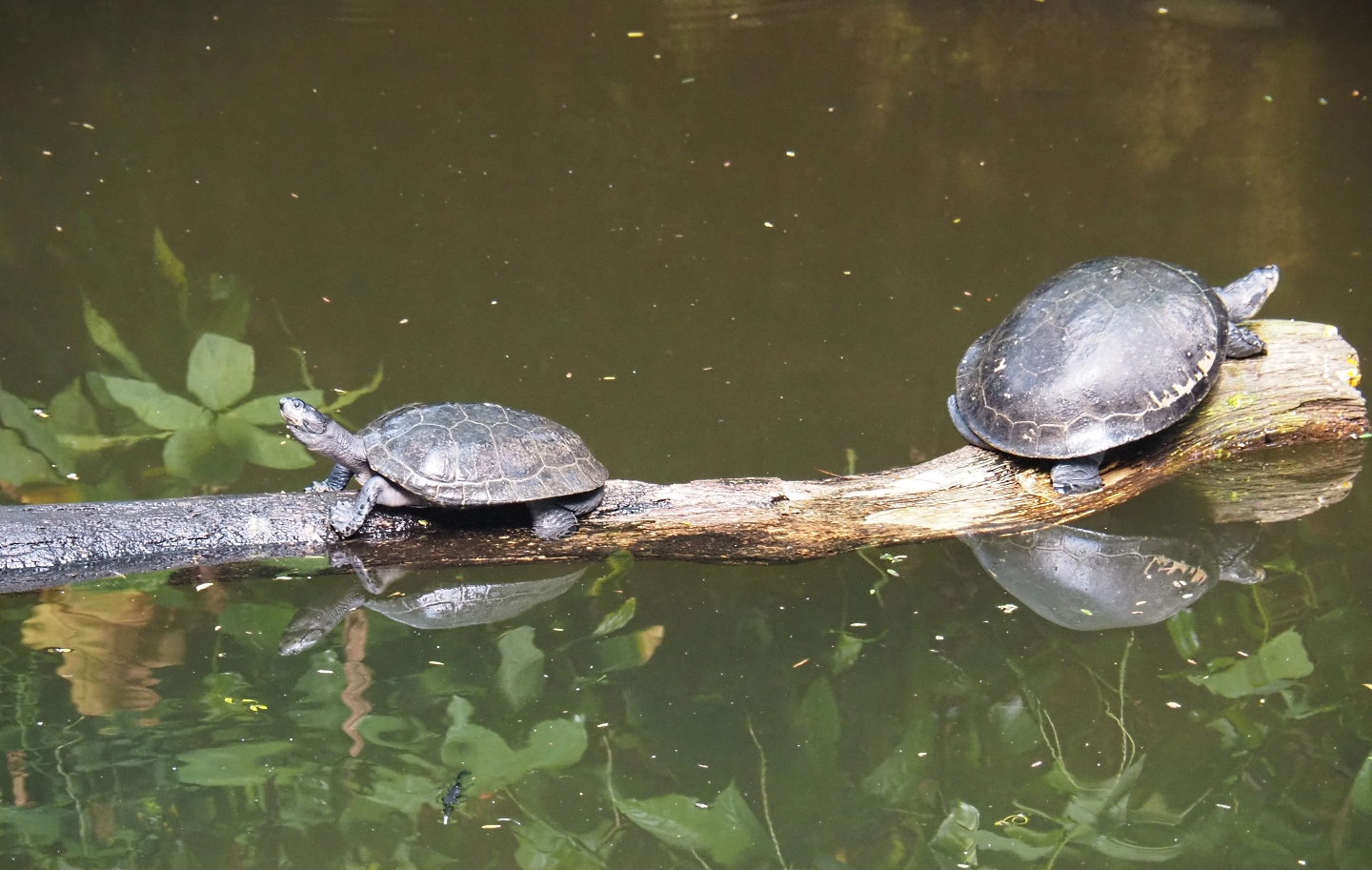 Yellow-spotted Amazon river turtles (Podocnemis unifilis), Sep 16th, 2018