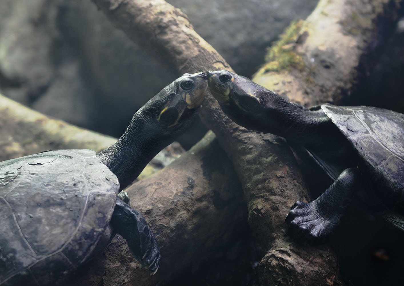 Yellow-spotted Amazon river turtles