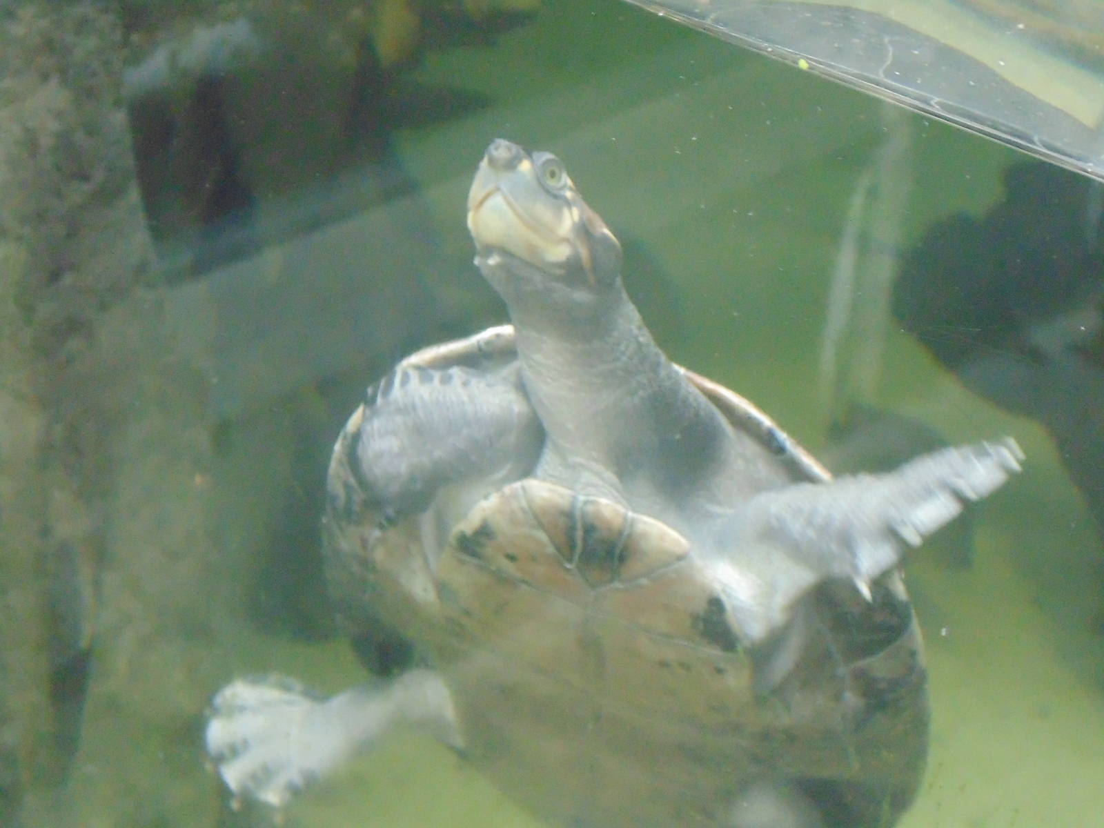 Yellow Spotted Amazon Turtle 6/13/15