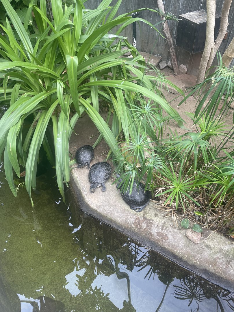 Yellow-spotted Amazon Turtle Exhibit