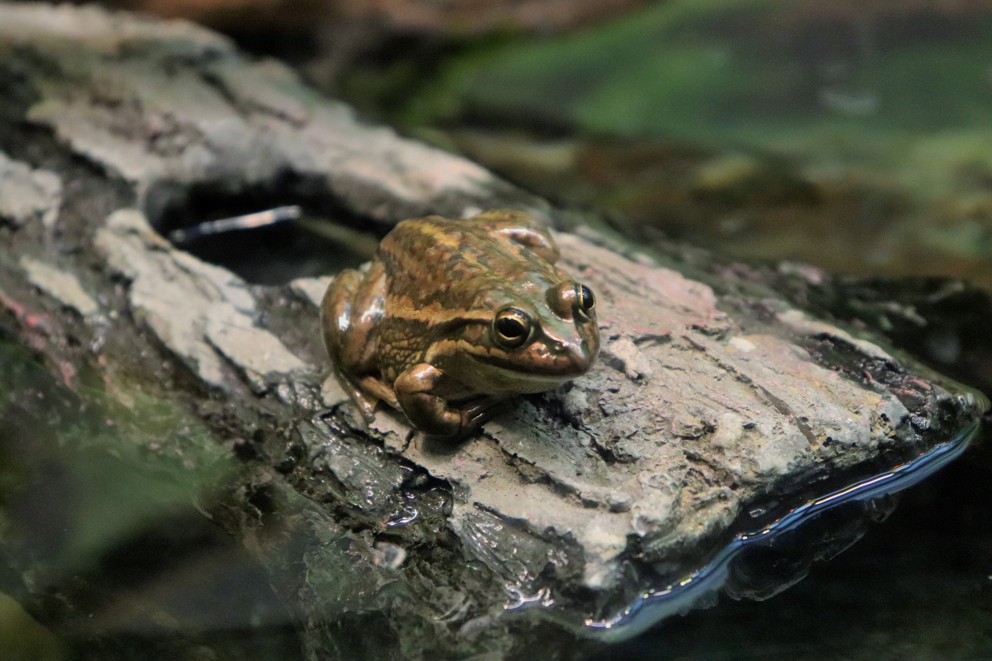 Yellow-spotted Bell Frog (Litoria castanea)