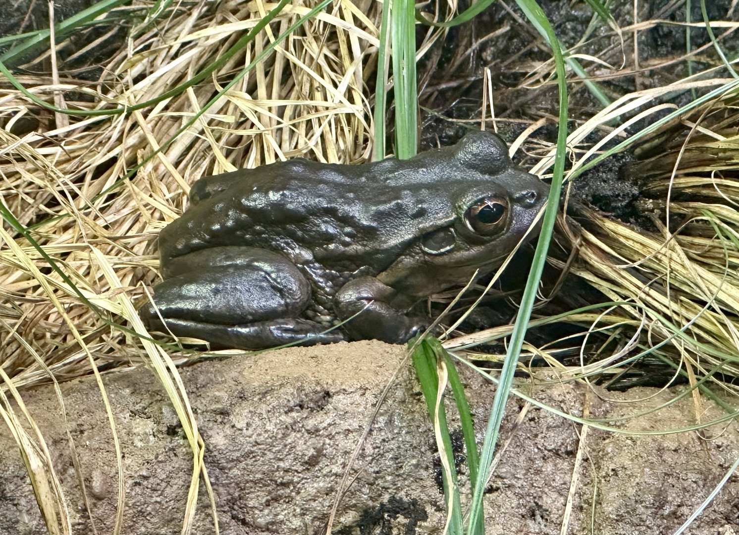 Yellow-spotted bell frog (Litoria castanea)