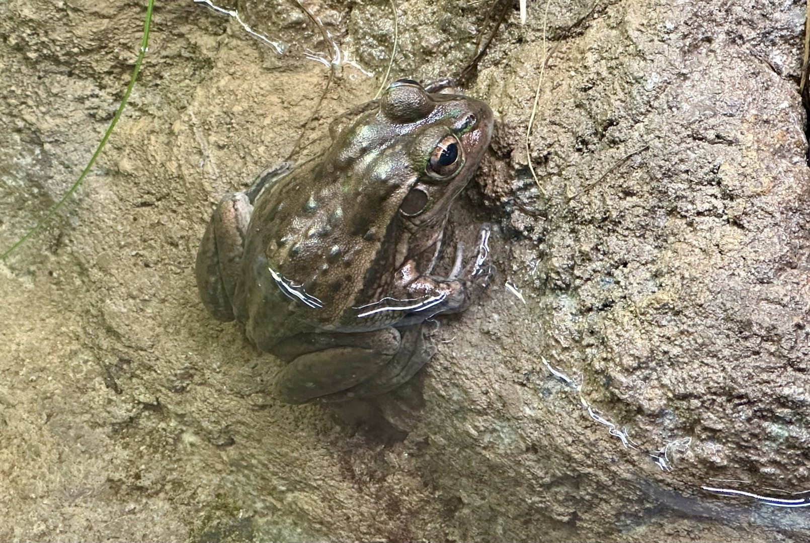 Yellow-spotted bell frog (Litoria castanea)