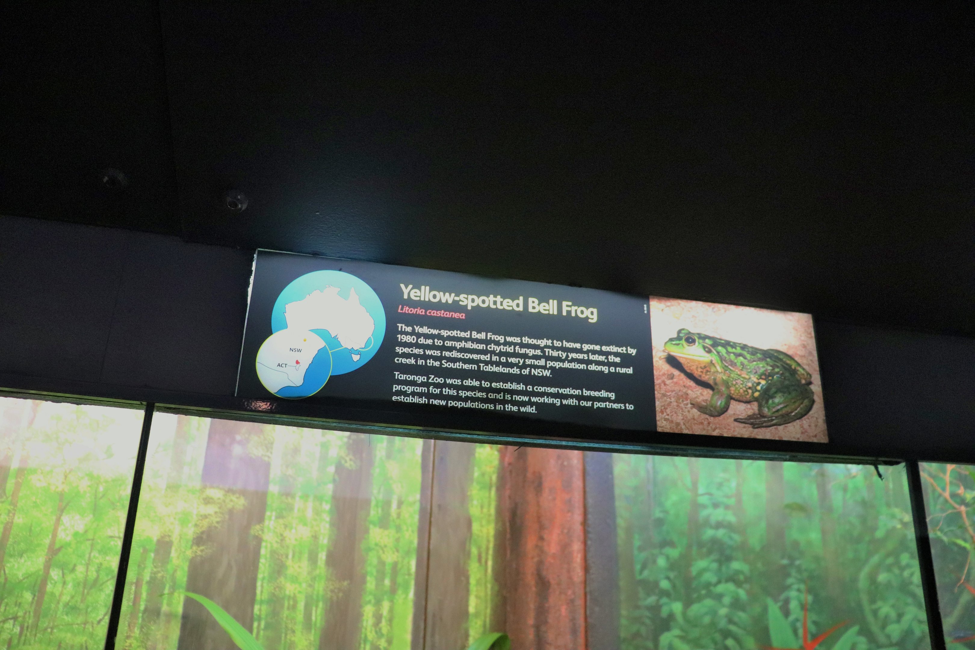 Yellow-spotted Bell Frog Sign