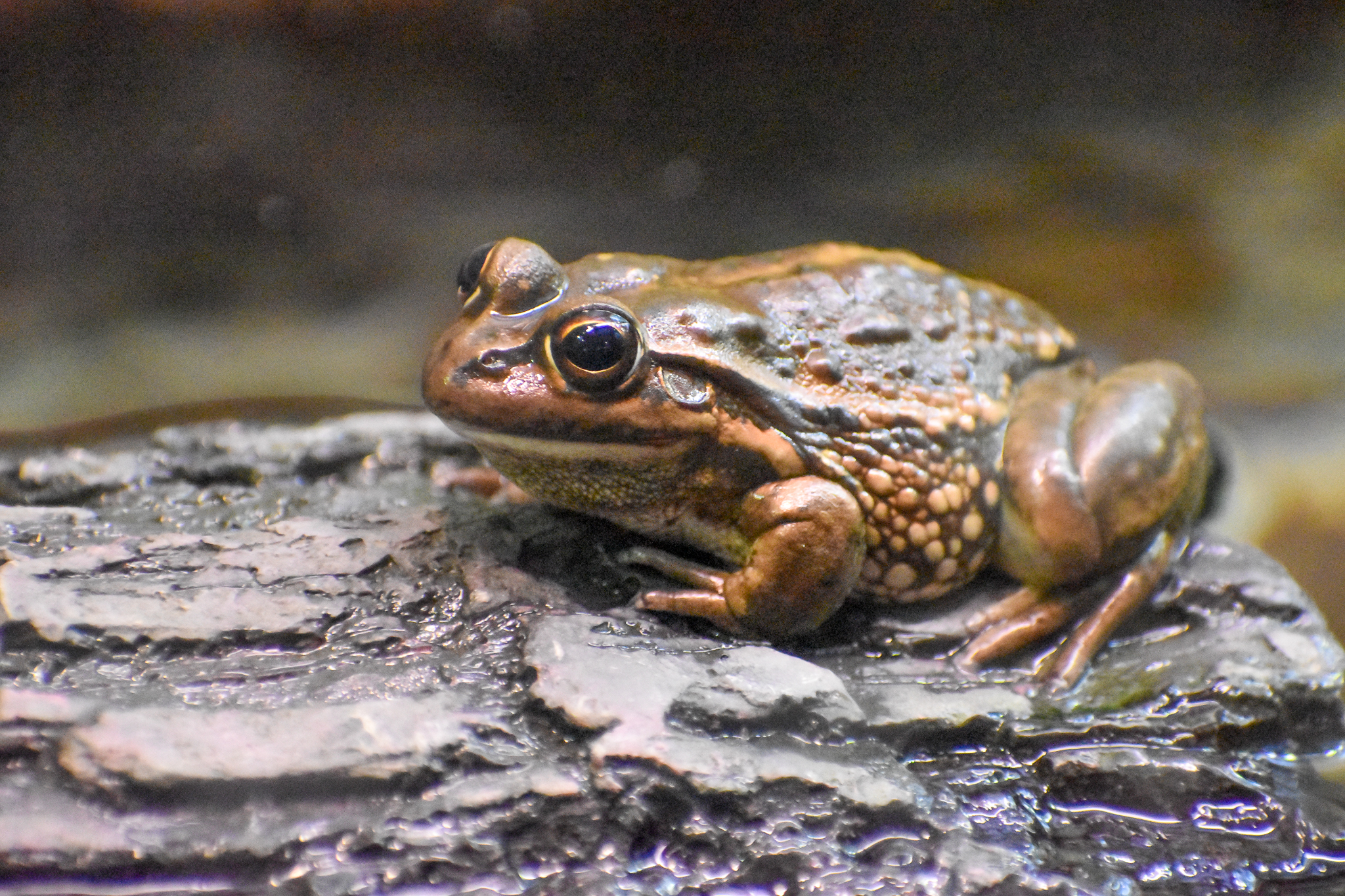 Yellow-spotted Bell Frog