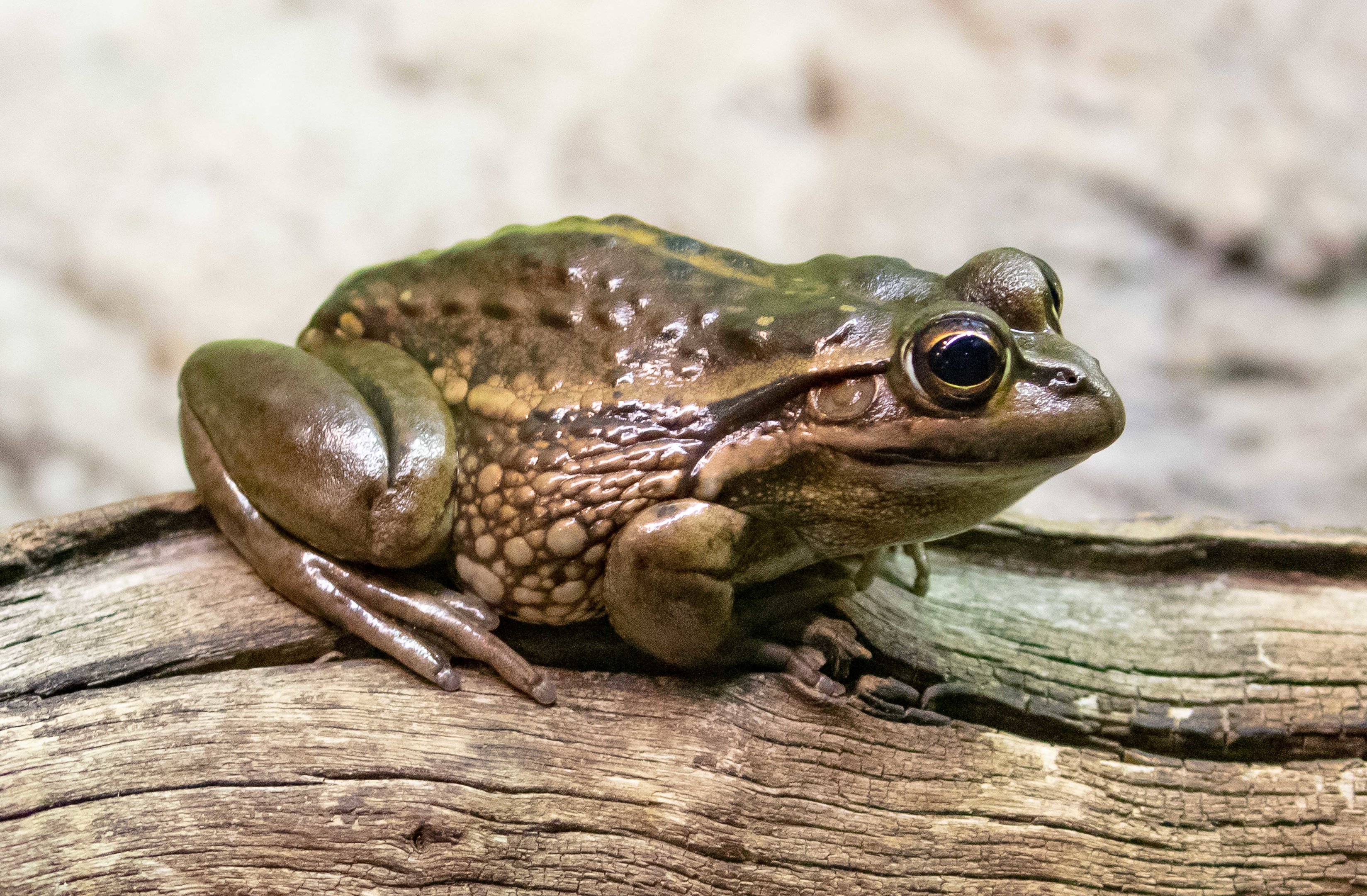 Yellow-spotted Bell Frog
