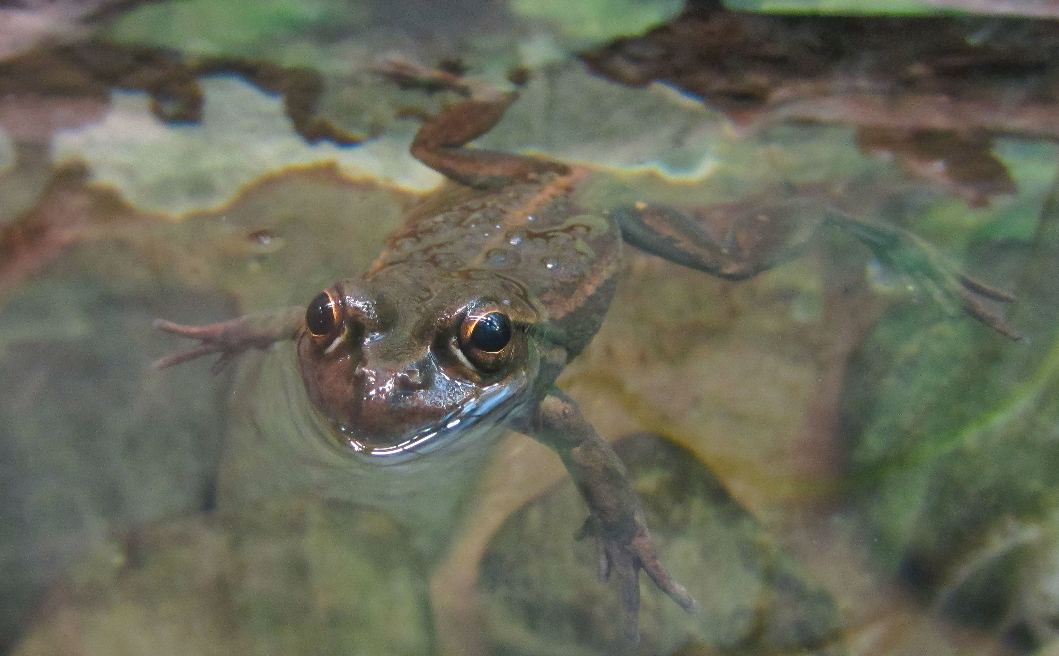 Yellow-spotted Bell Frog