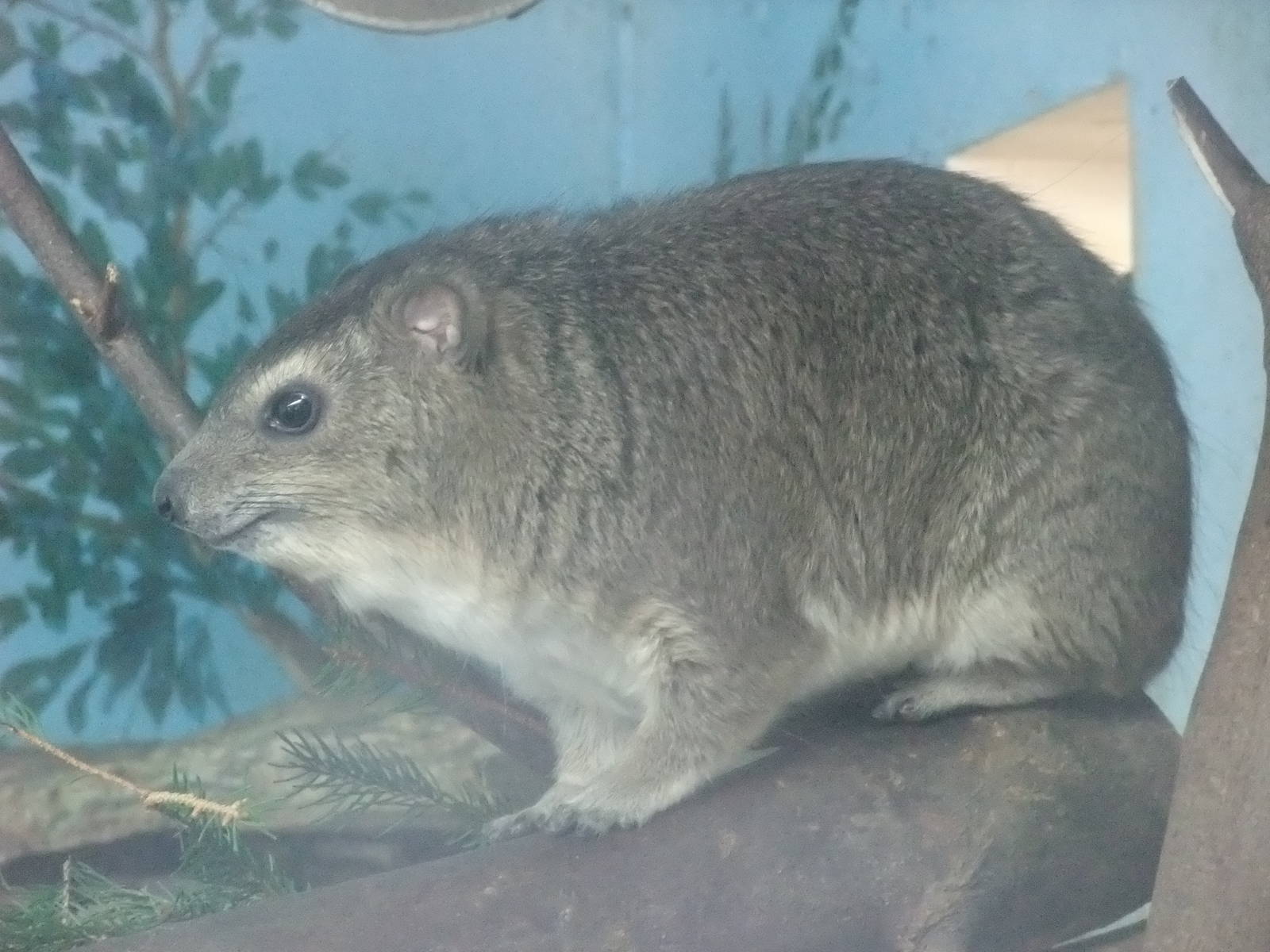 Yellow-spotted Bush Hyrax at Opel-Zoo Kronberg, 30/08/10
