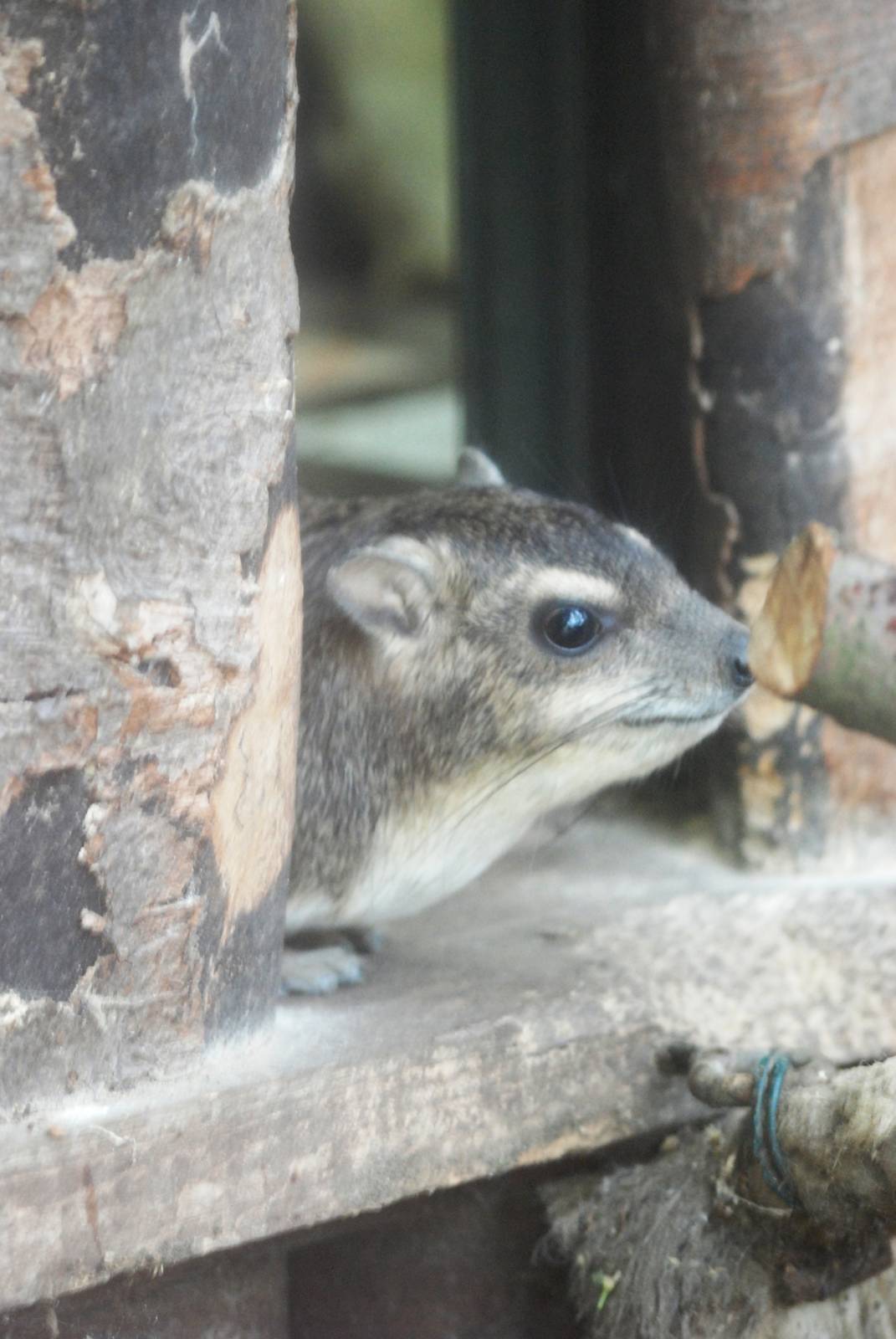 Yellow-spotted Bush Hyrax at Osnabrück, 03/06/12