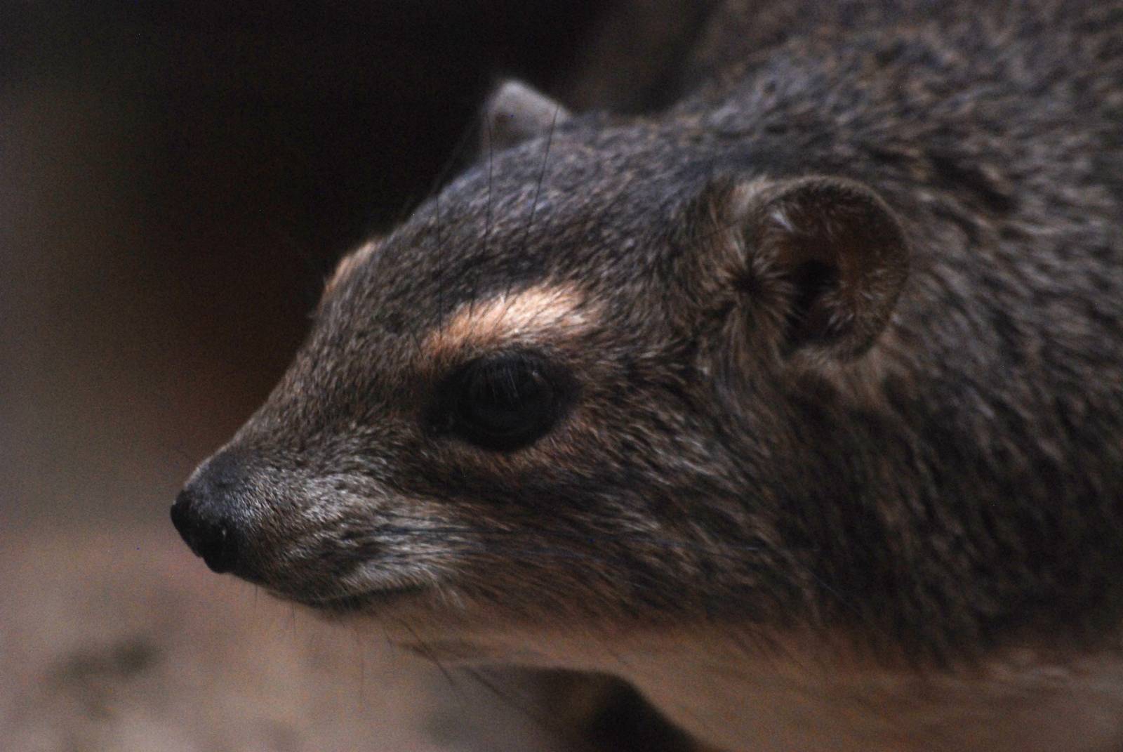 Yellow-spotted Bush Hyrax at Pilsen, 01/09/12