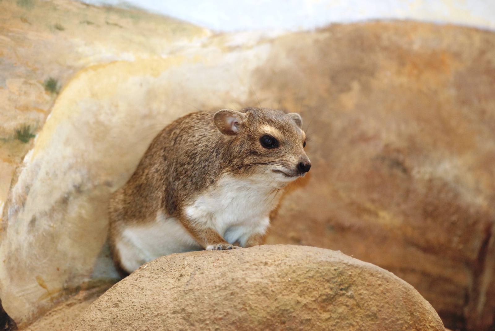 Yellow-spotted Bush Hyrax at Pilsen, 31/08/12