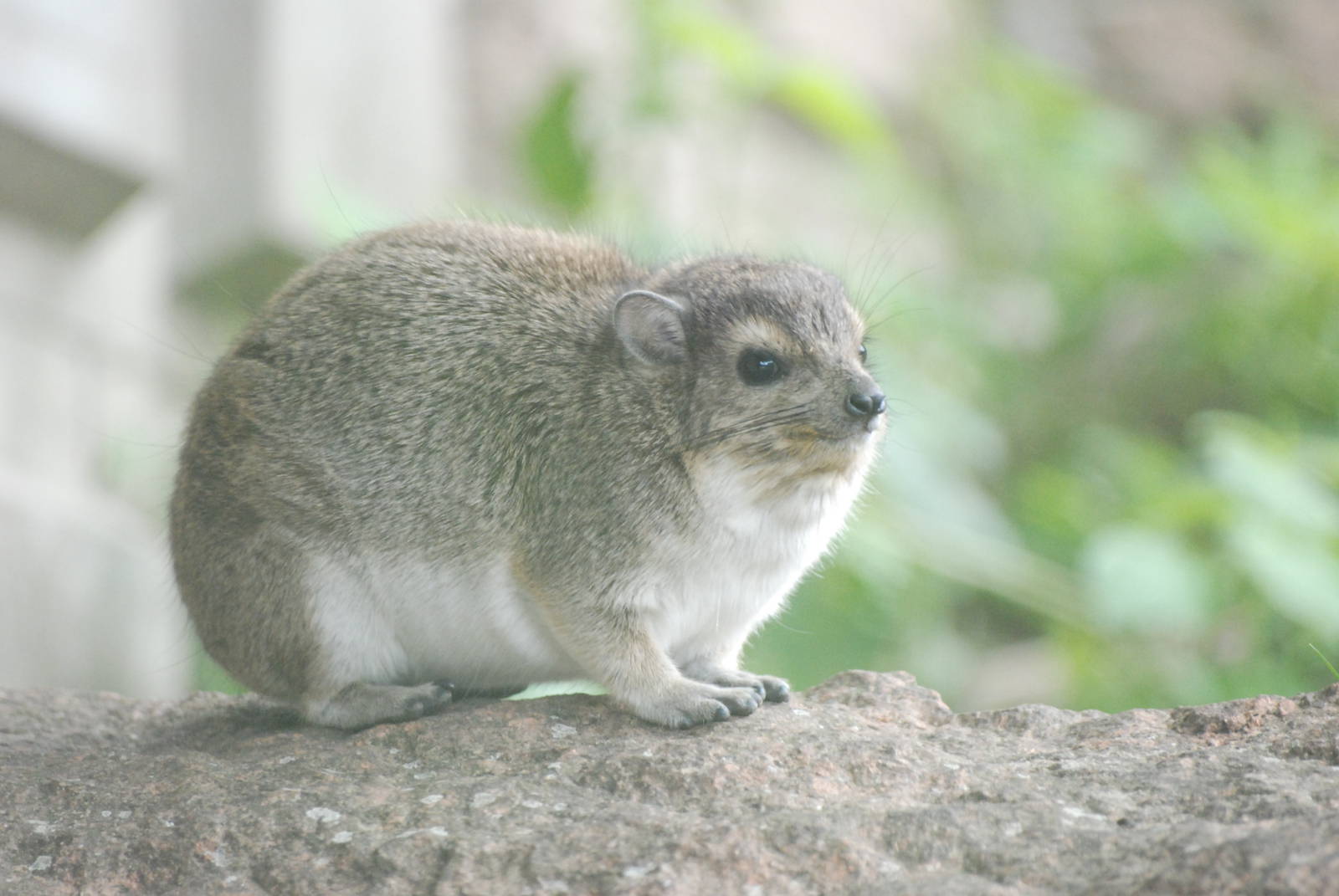 Yellow-spotted Bush Hyrax at Tierpark Berlin, 30/08/11