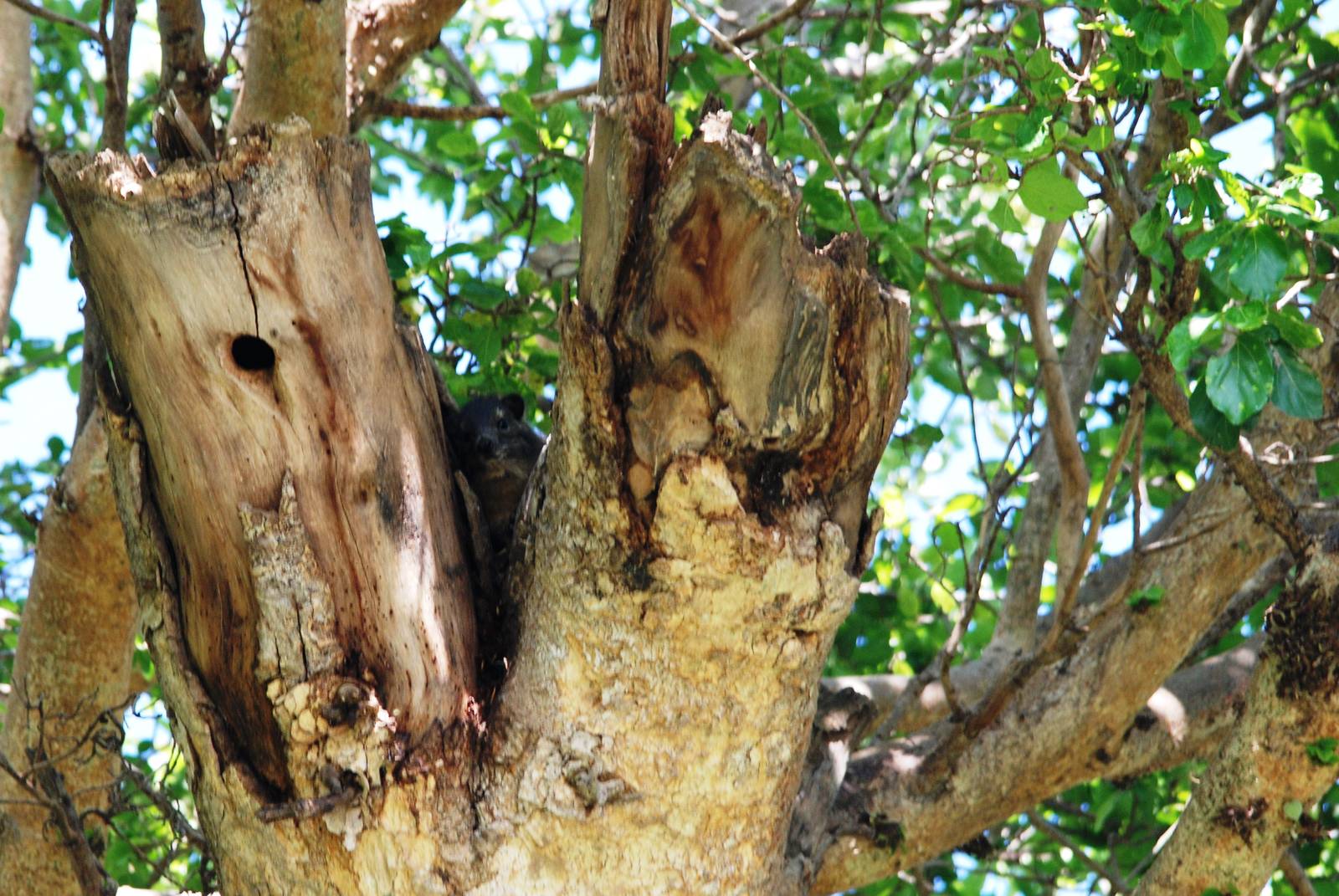 Yellow-spotted Bush Hyrax at Ziway, 13/10/14