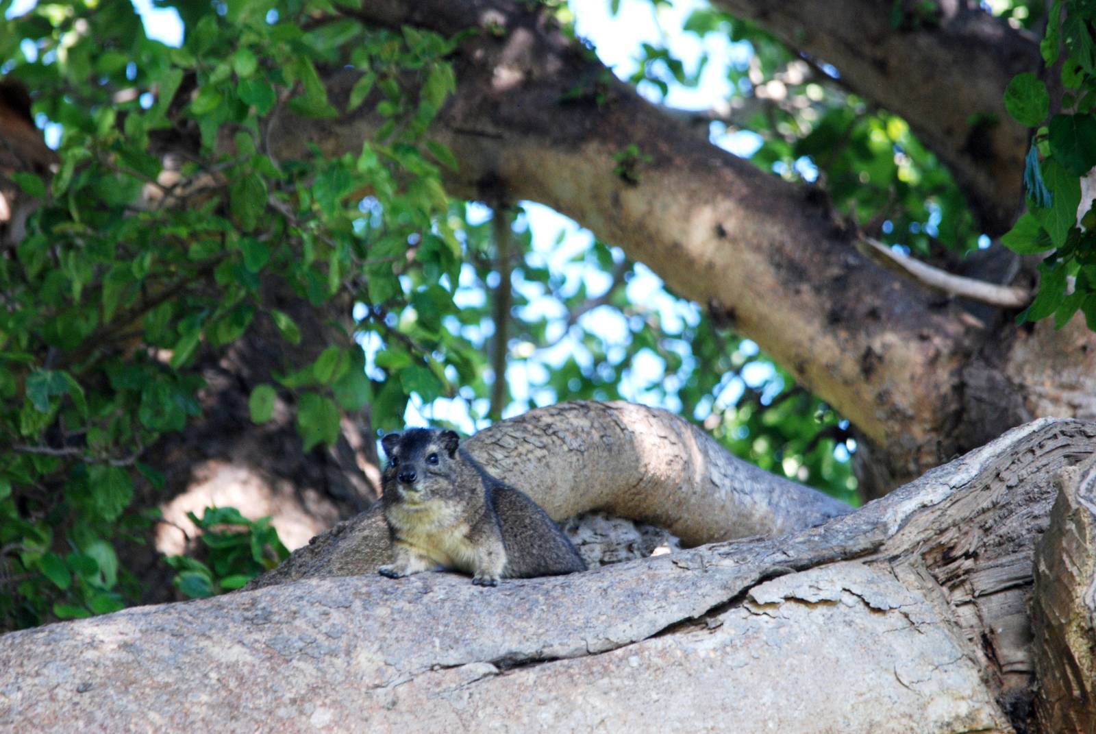Yellow-spotted Bush Hyrax at Ziway, 13/10/14