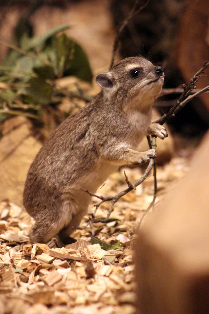 Yellow-spotted bush hyrax (Heterohyrax brucei)
