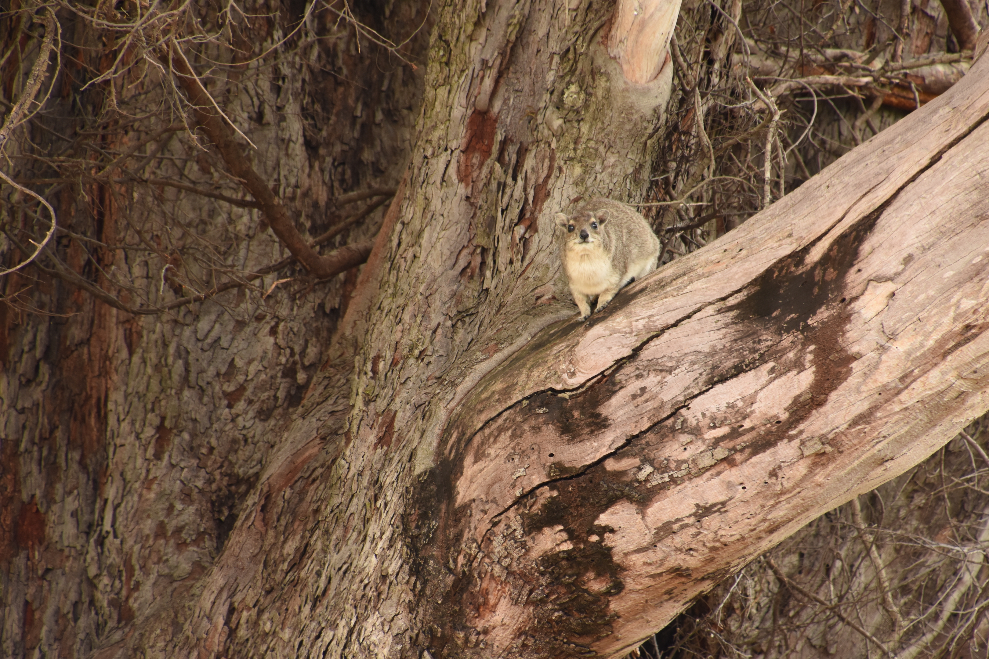 Yellow-spotted bush hyrax