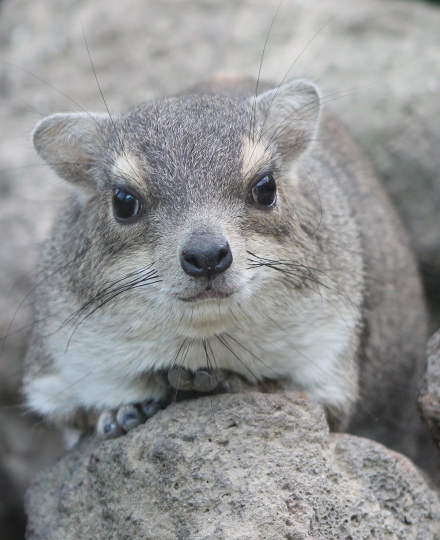 Yellow-spotted bush hyrax