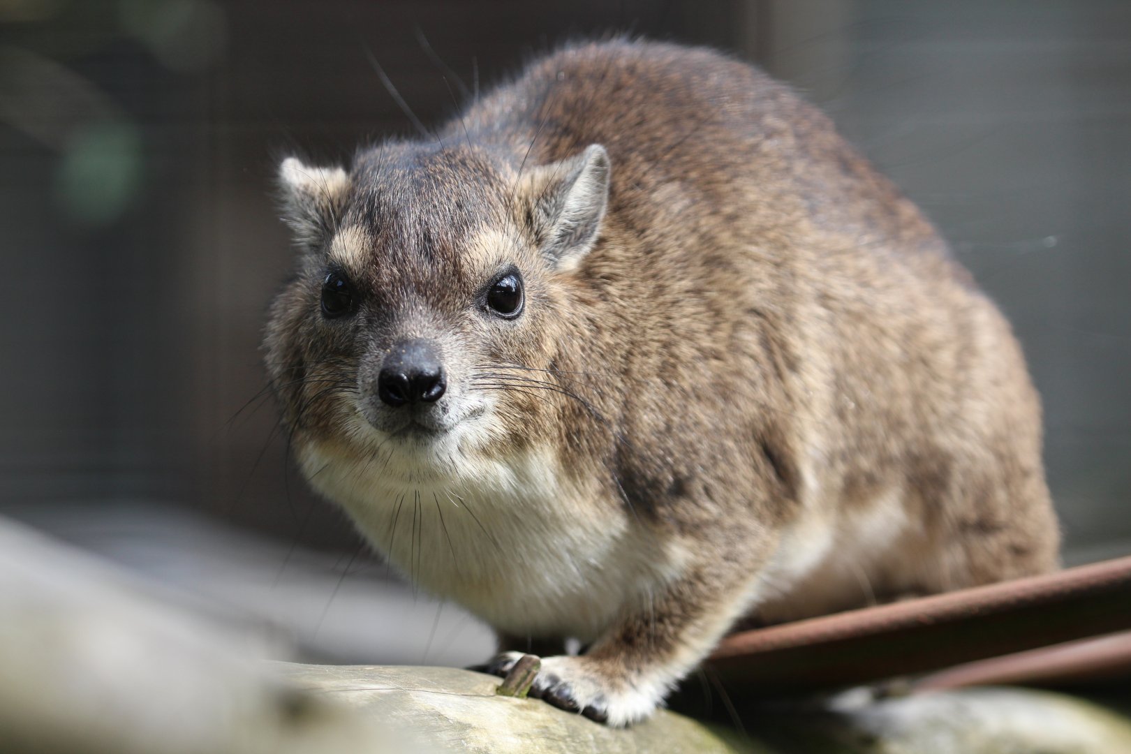 Yellow-spotted Bush Hyrax