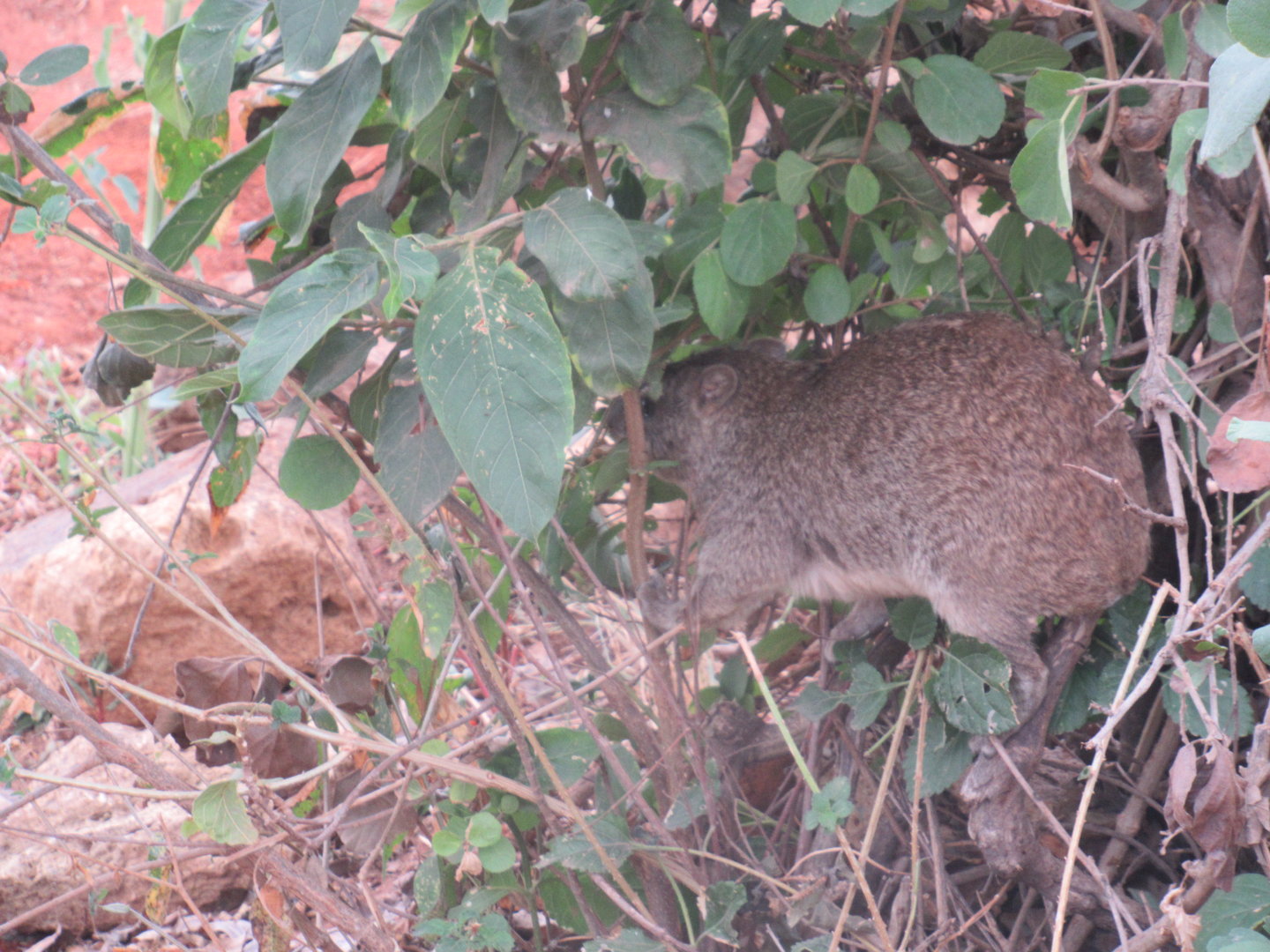 Yellow-spotted Bush Hyrax