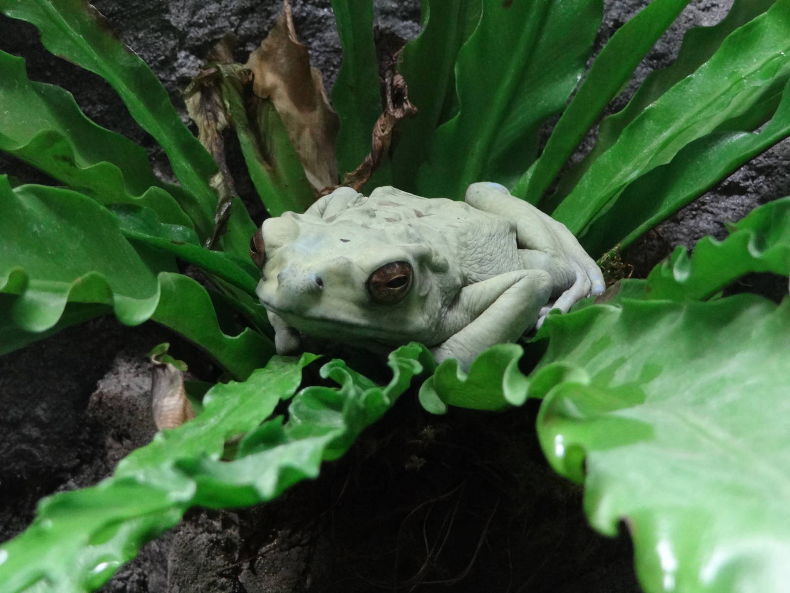 Yellow-spotted climbing toad
