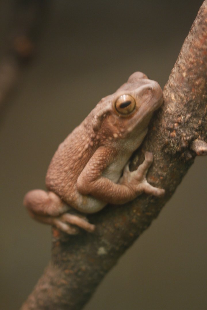 Yellow Spotted Climbing Toad