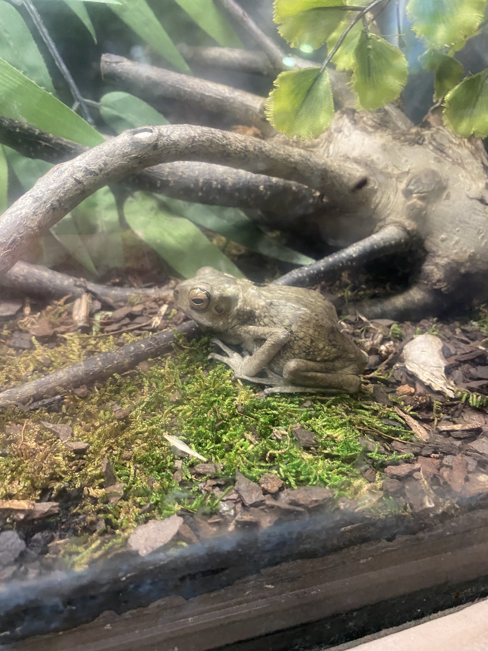 Yellow-spotted Climbing Toad