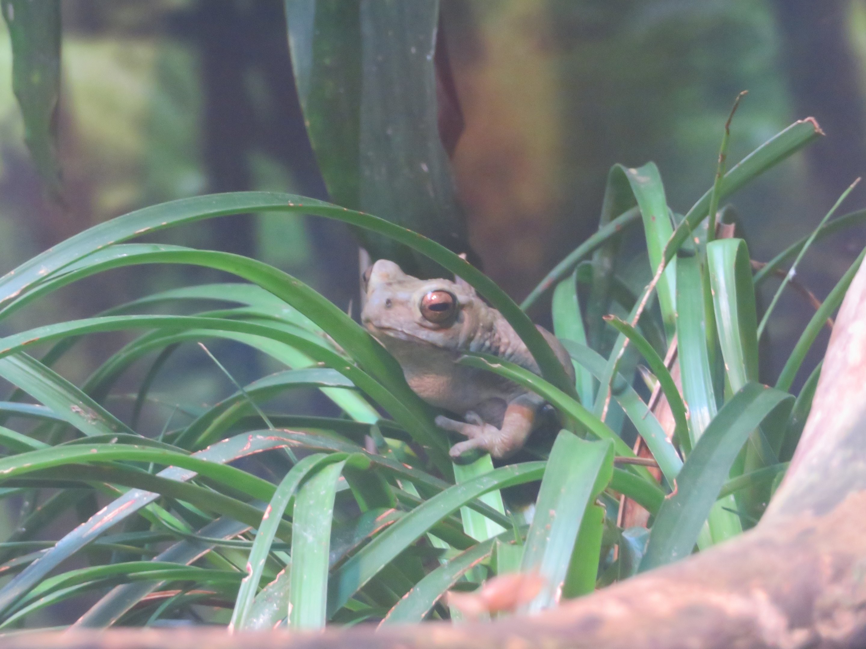 Yellow-spotted Climbing Toad