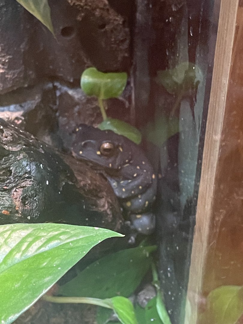 Yellow-Spotted Climbing Toad