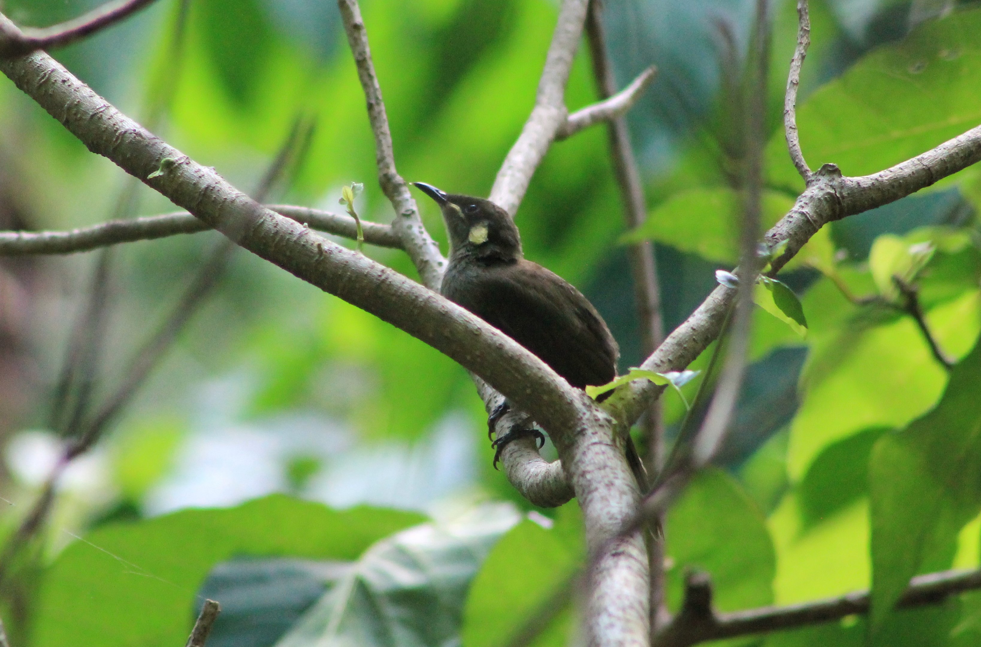 Yellow-spotted Honeyeater (Meliphaga notata)