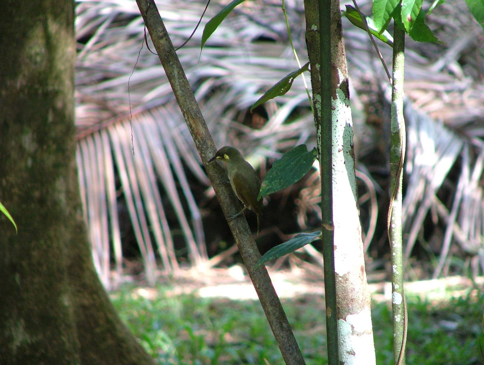 Yellow-spotted honeyeater