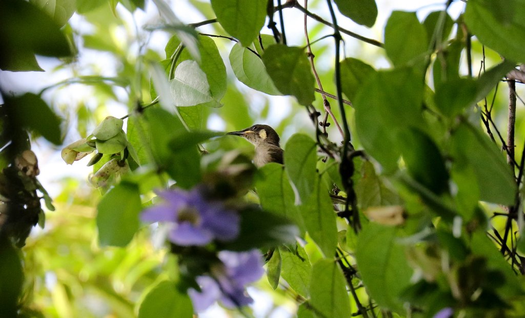 Yellow-spotted Honeyeater