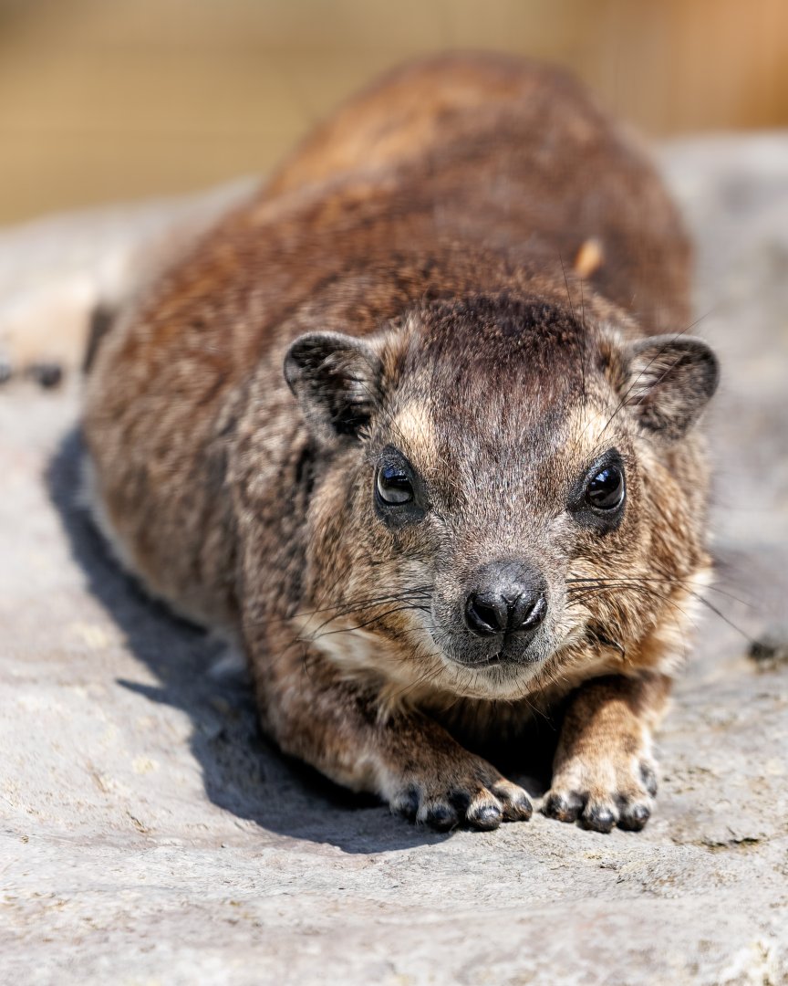 Yellow Spotted Hyrax / 7-6-22 / Hamerton