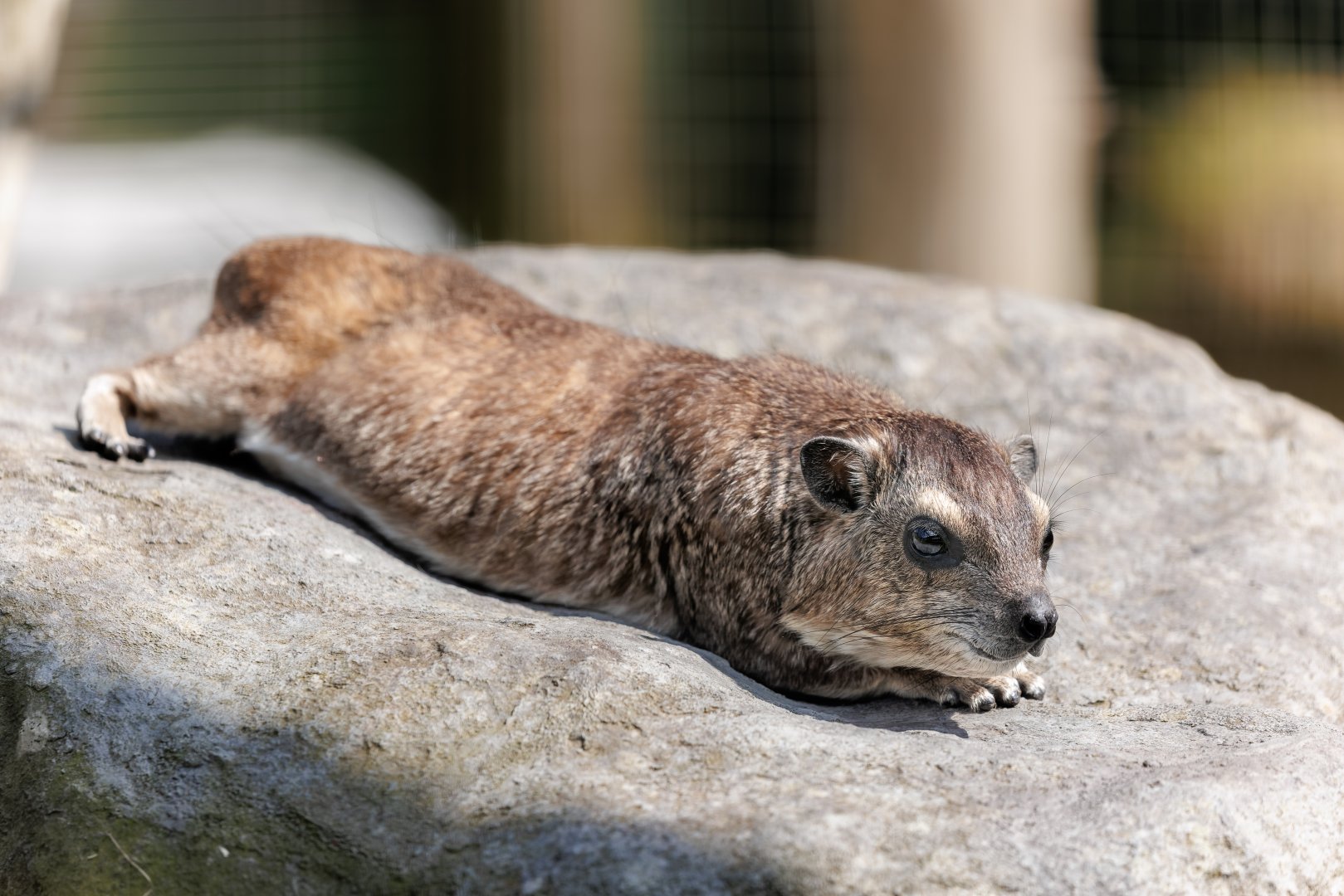 Yellow spotted Hyrax / 7-6-22 / Hamerton