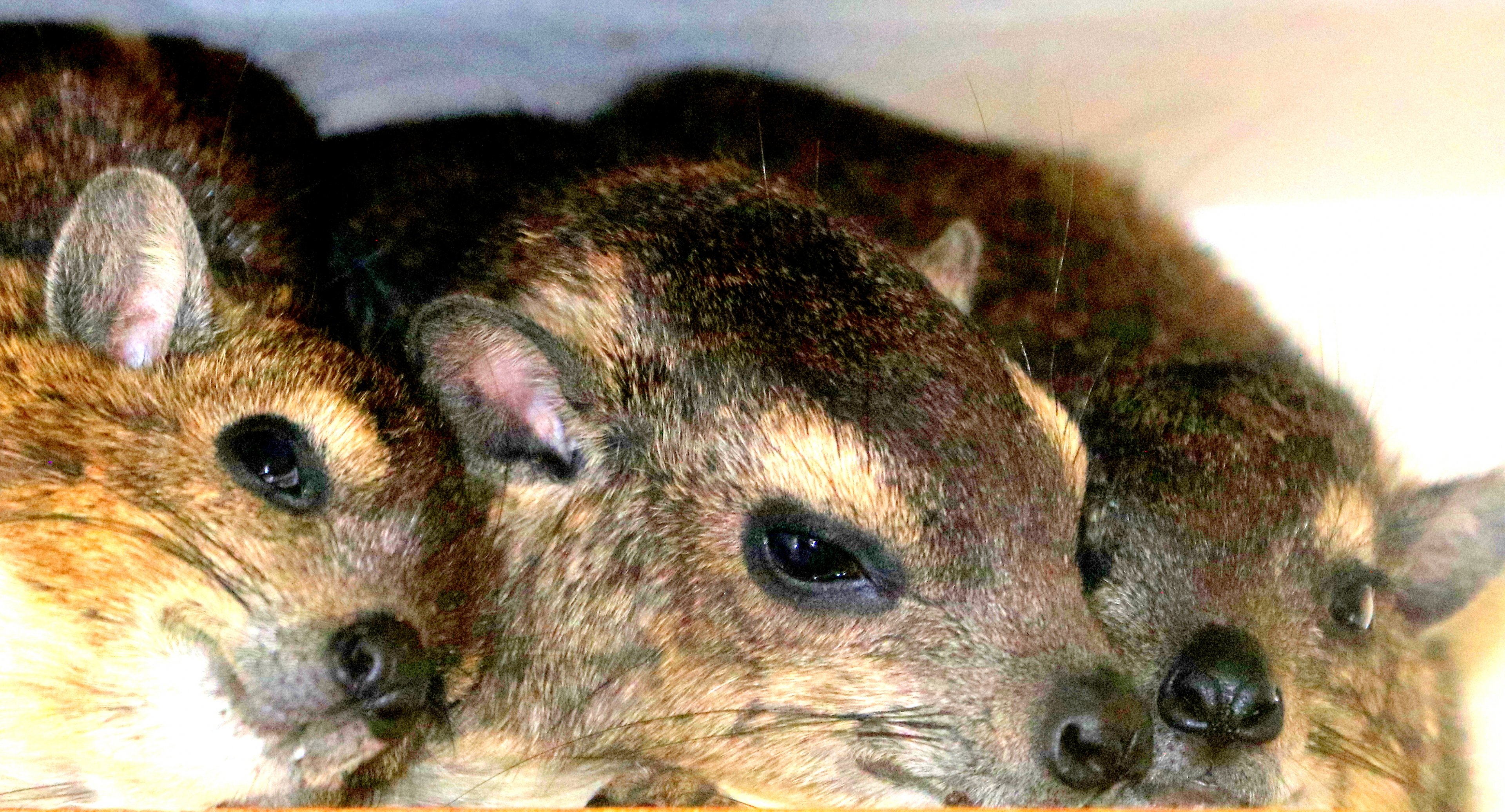 Yellow-spotted hyrax trio; Hamerton; 3rd August 2019