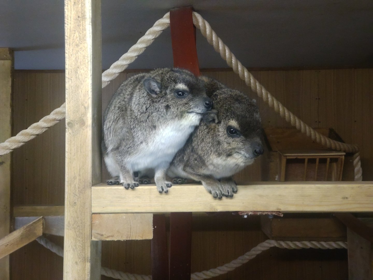 Yellow spotted hyrax