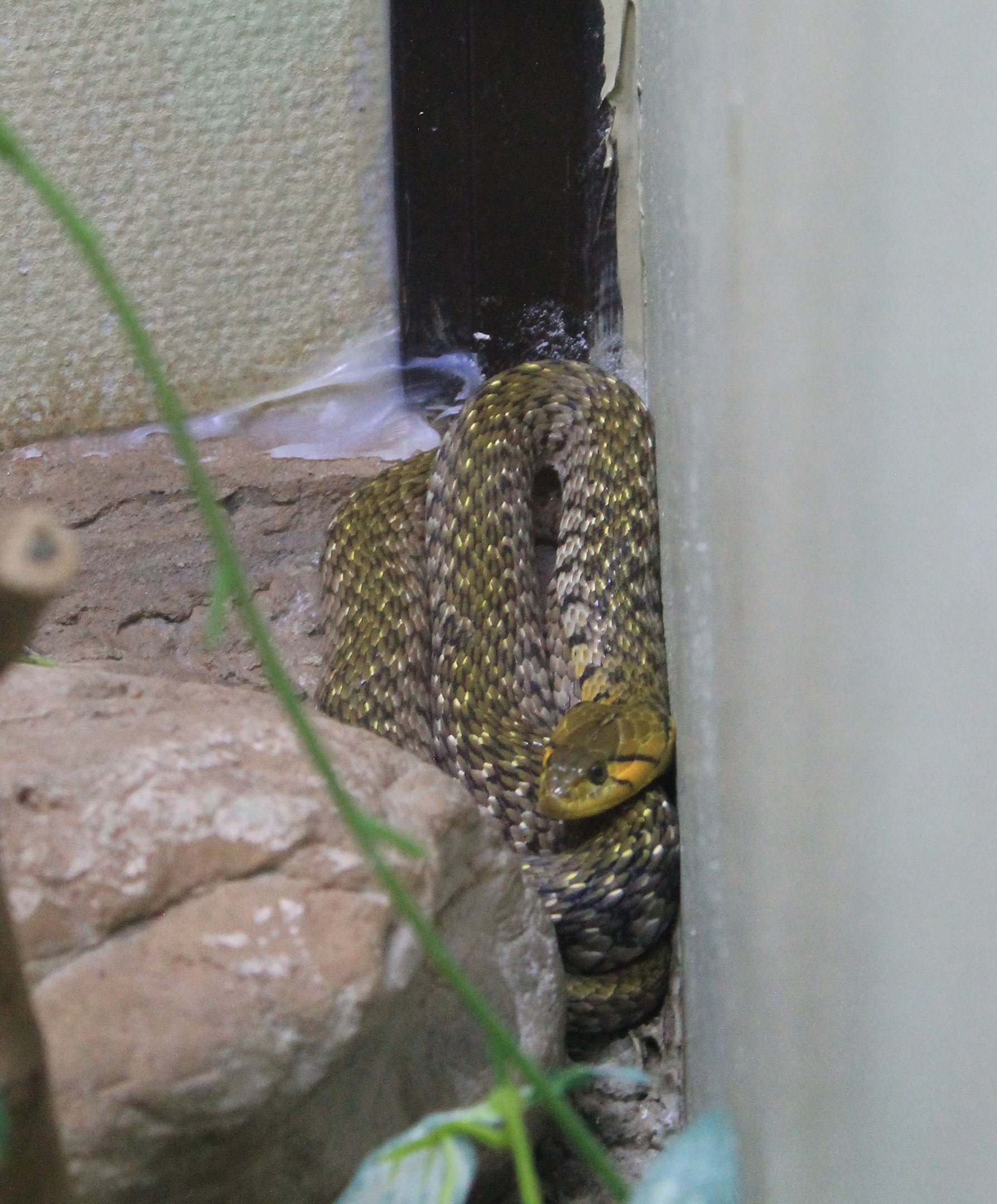 Yellow-spotted Keelback (Fowlea flavipunctatus)