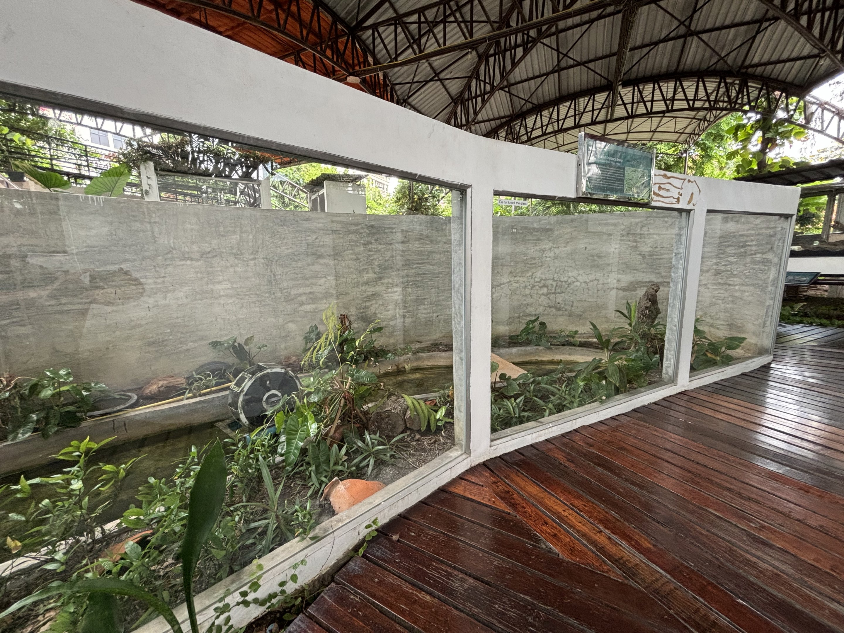 Yellow-spotted Keelback Snake Exhibit