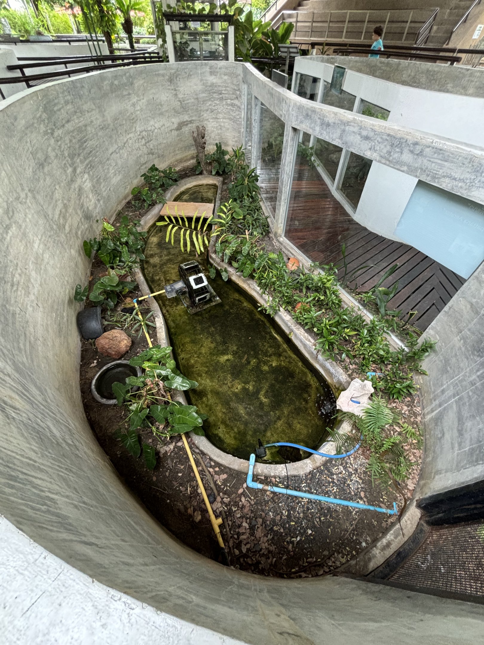 Yellow-spotted Keelback Snake Exhibit