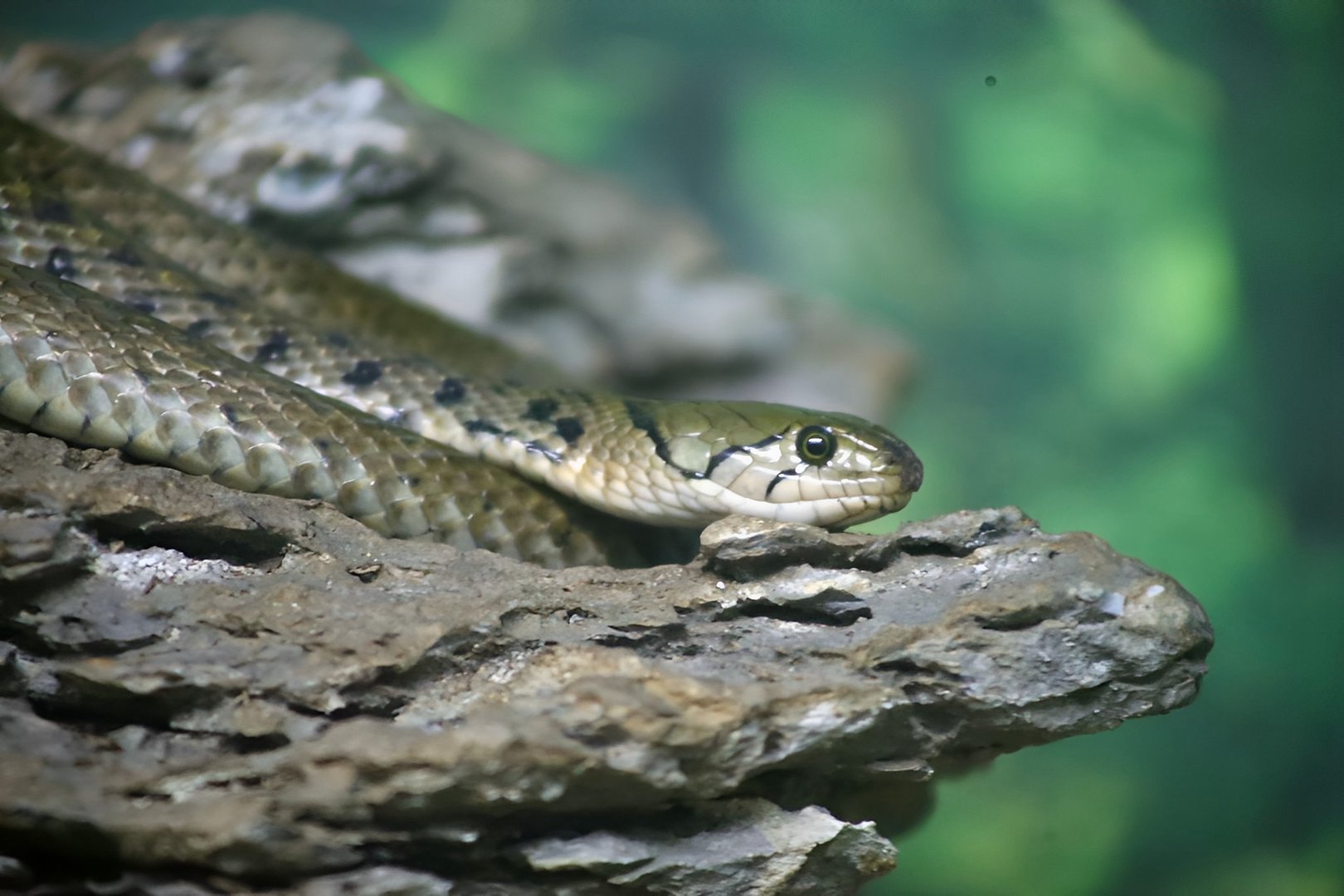 Yellow-spotted Keelback Water Snake (Fowlea flavipunctatus)