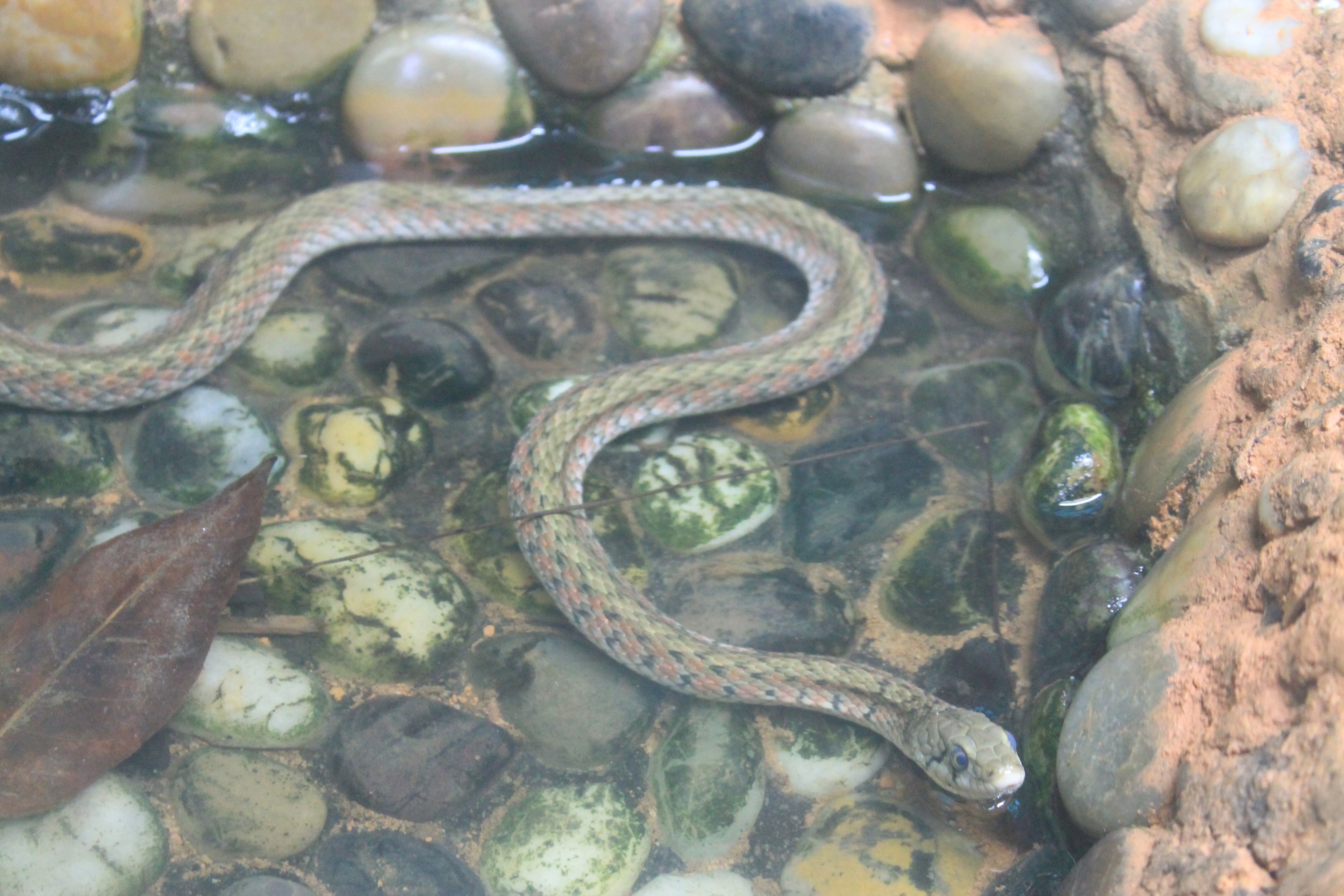 Yellow-spotted Keelback (Xenochrophis flavipunctata)