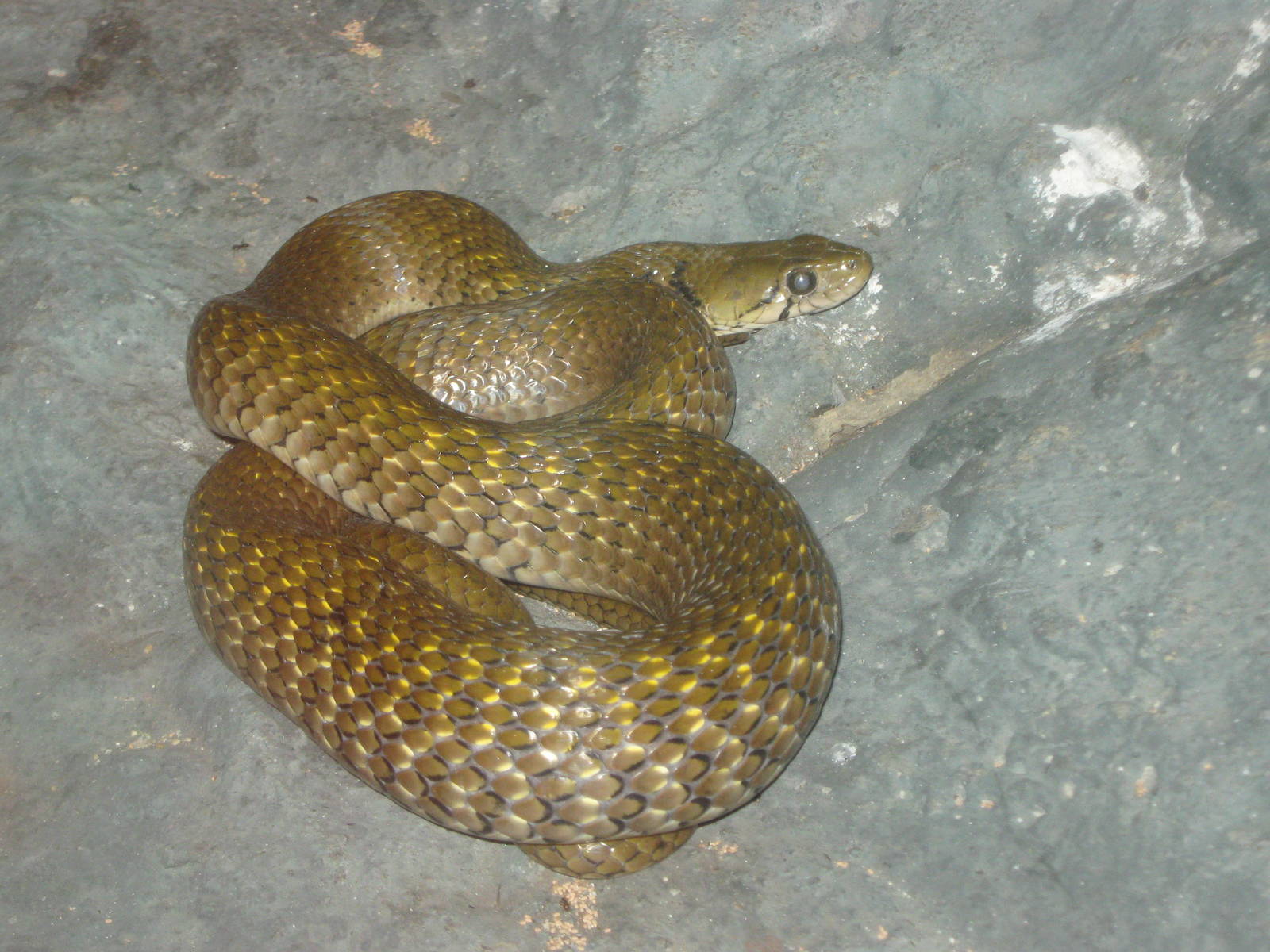 Yellow-spotted Keelback (Xenochrophis flavipunctatus)