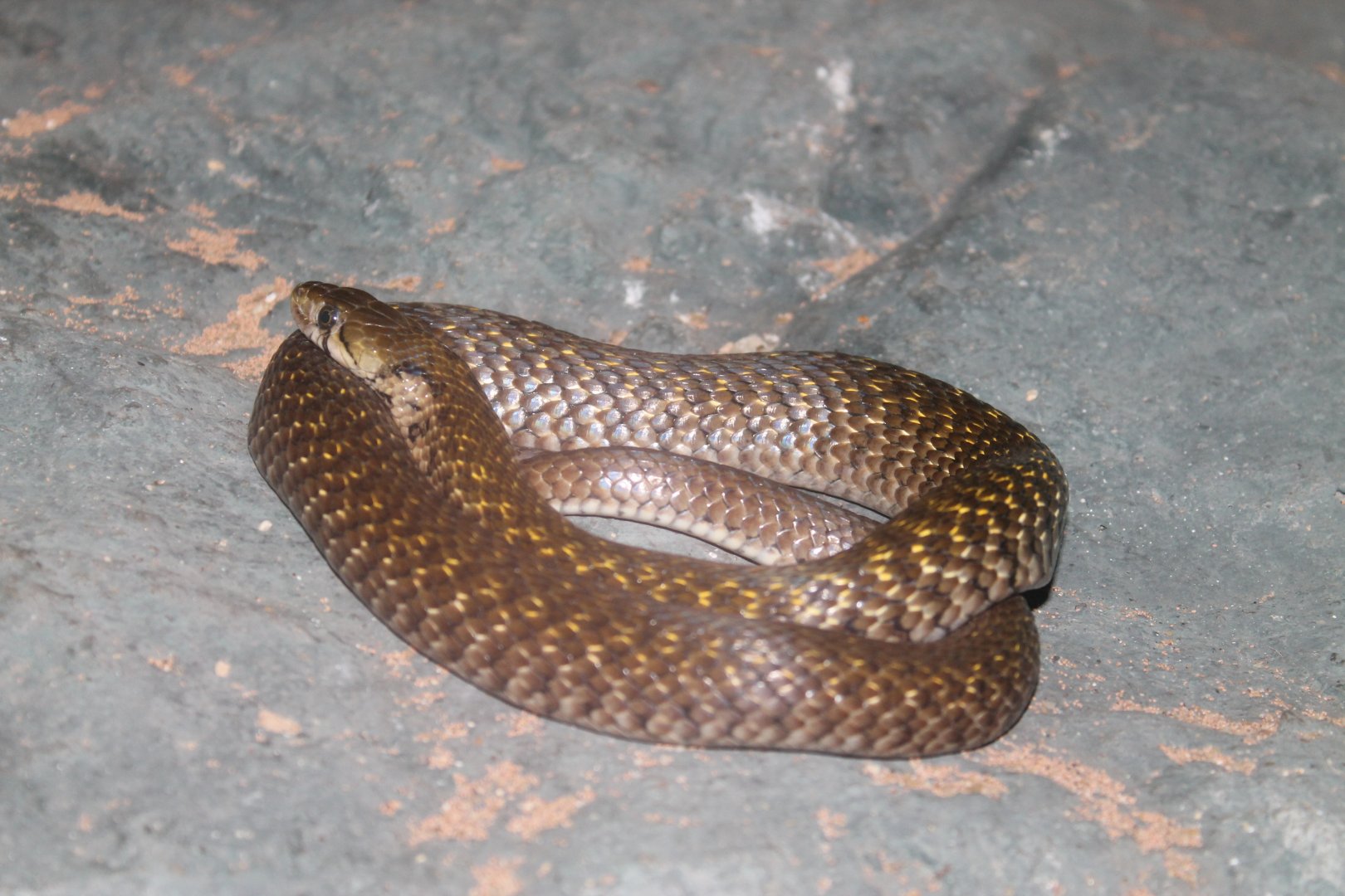 Yellow-spotted Keelback (Xenochrophis flavipunctatus)