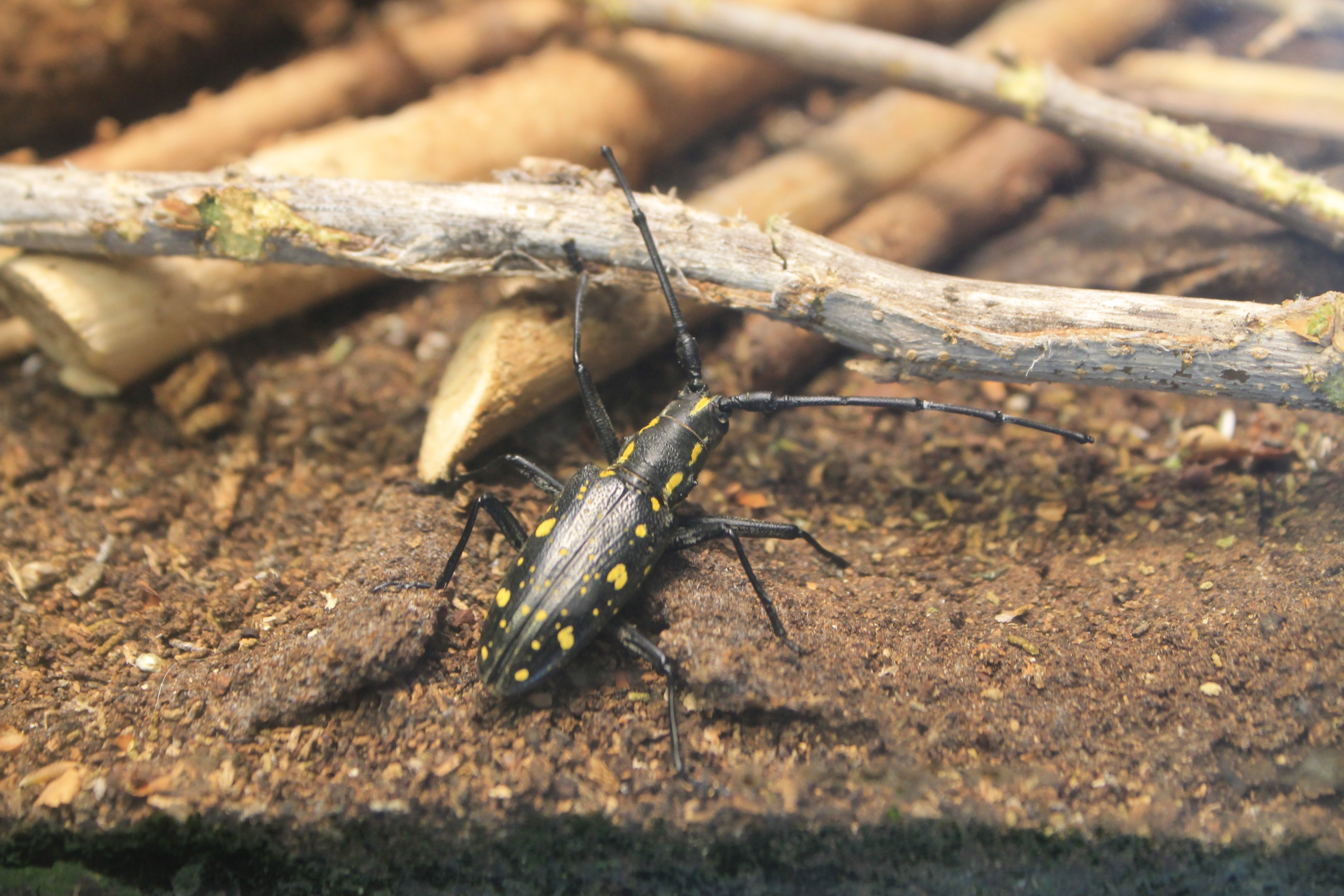 Yellow-spotted Longhorn Beetle (Psacothea hilaris)